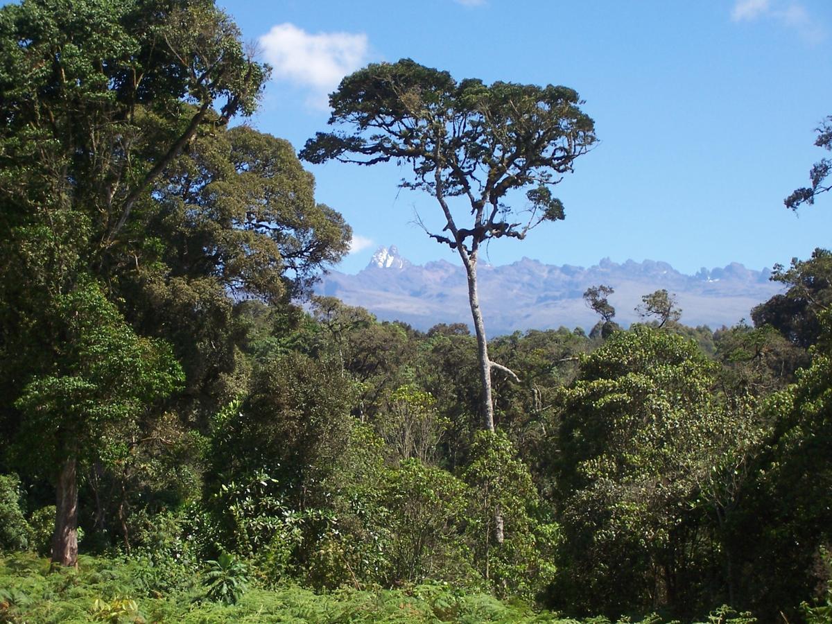 Castle Forest Lodge Mount Kenya National Park Экстерьер фото