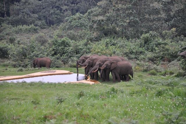 Castle Forest Lodge Mount Kenya National Park Экстерьер фото